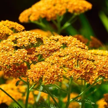 Plantning og pasning af røllike